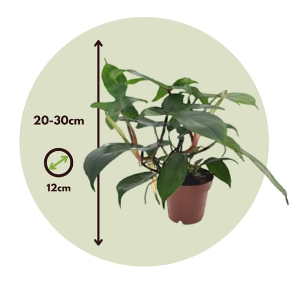 Sydänkasvi - 2 kpl - Philodendron 'Florida Green' - Korkeus 20-30cm - ⌀12cm