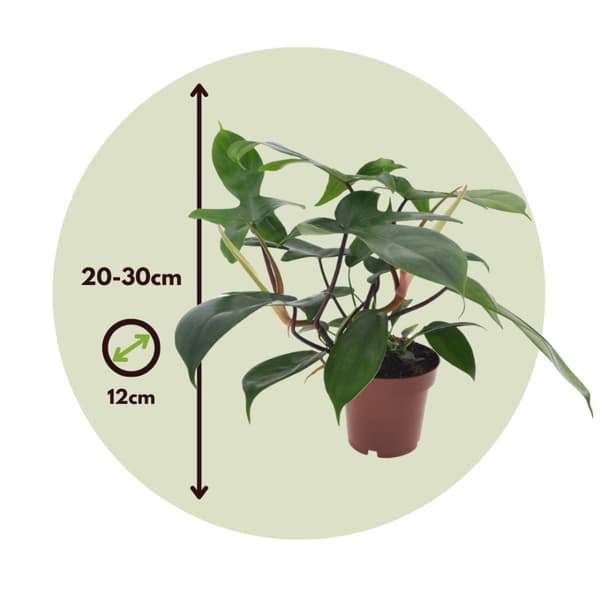 Filodendron - Philodendron 'Florida Green' - Höjd 20-30cm - ⌀12cm
