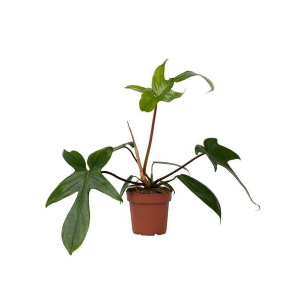 Filodendron - Philodendron 'Florida Green' - Höjd 20-30cm - ⌀12cm