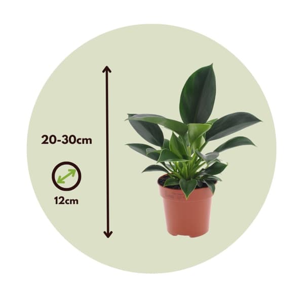 Sydänkasvi - Philodendron 'Green Princess' - Korkeus 20-30cm - ⌀12cm
