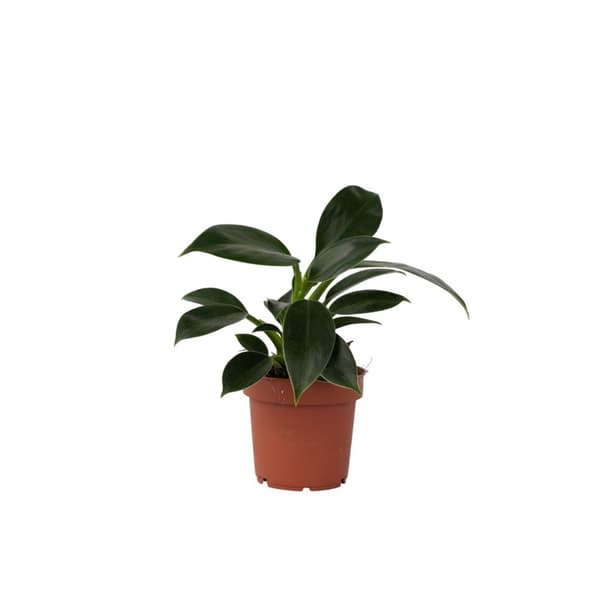 Sydänkasvi - Philodendron 'Green Princess' - Korkeus 20-30cm - ⌀12cm