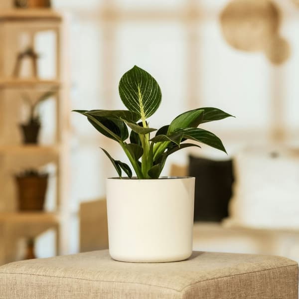 Filodendron - Philodendron 'White Wave' - Højde 25-40cm - ⌀12cm