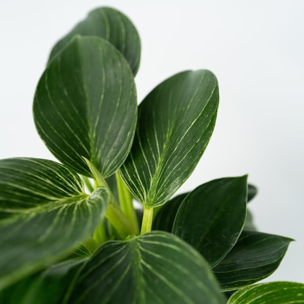 Filodendron - Philodendron 'White Wave' - Højde 25-40cm - ⌀12cm