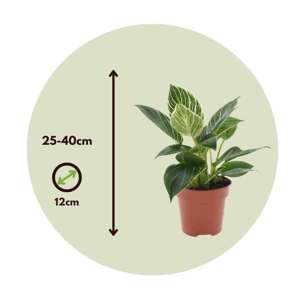 Filodendron - Philodendron 'White Wave' - Højde 25-40cm - ⌀12cm