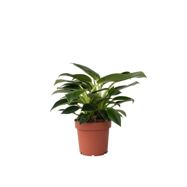 Filodendron - Philodendron 'White Wave' - Höjd 25-40cm - ⌀12cm