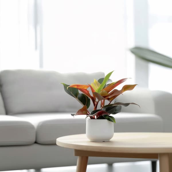 Filodendron - Philodendron 'Sun Light' - Höjd 20-30cm - ⌀12cm