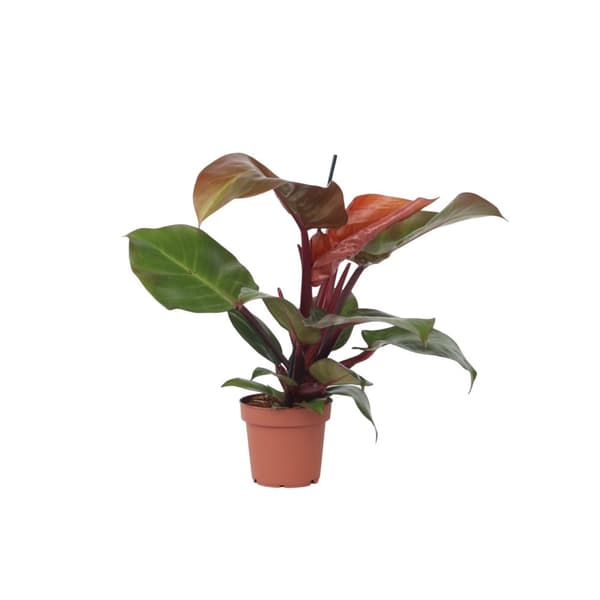 Filodendron - Philodendron 'Sun Light' - Höjd 20-30cm - ⌀12cm