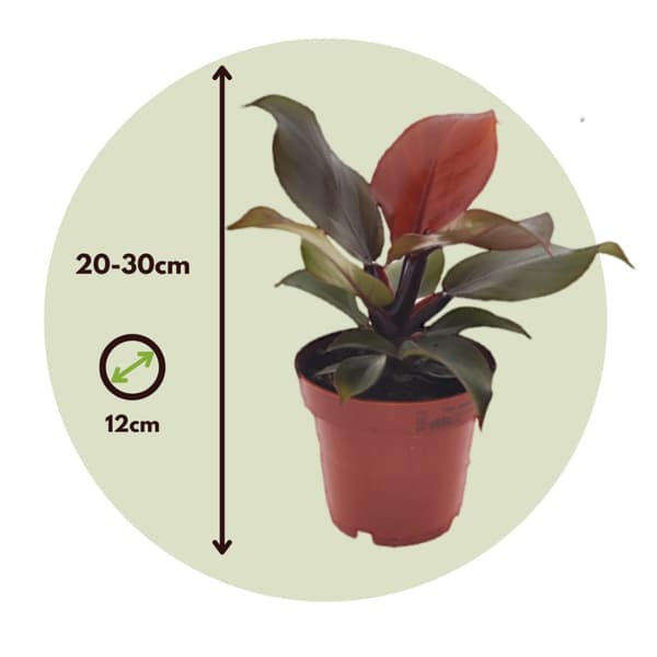 Filodendron - Set om 2 - Philodendron 'Sun Light' - Höjd 20-30cm - ⌀12cm
