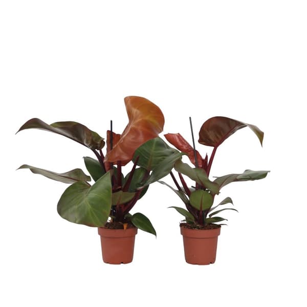 Filodendron - Set om 2 - Philodendron 'Sun Light' - Höjd 20-30cm - ⌀12cm