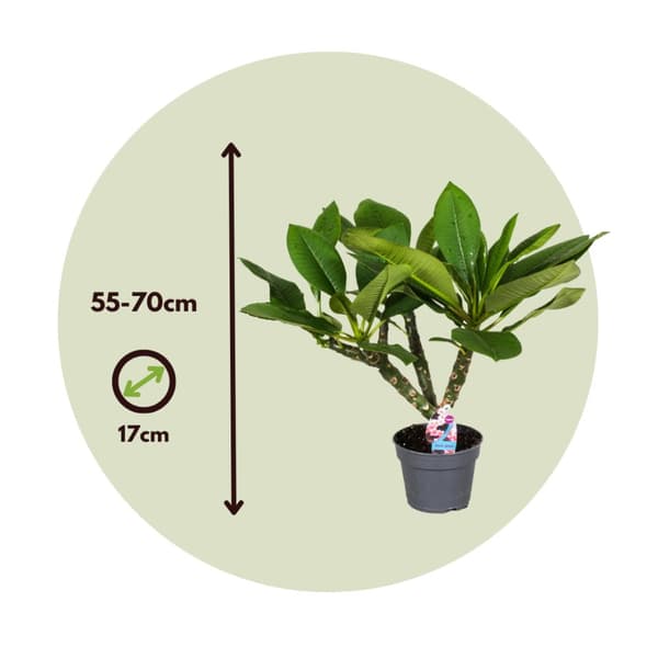 Hawaiiansk frangipani - Plumeria rubra 'Vit' - Höjd 55-70cm - ⌀17cm