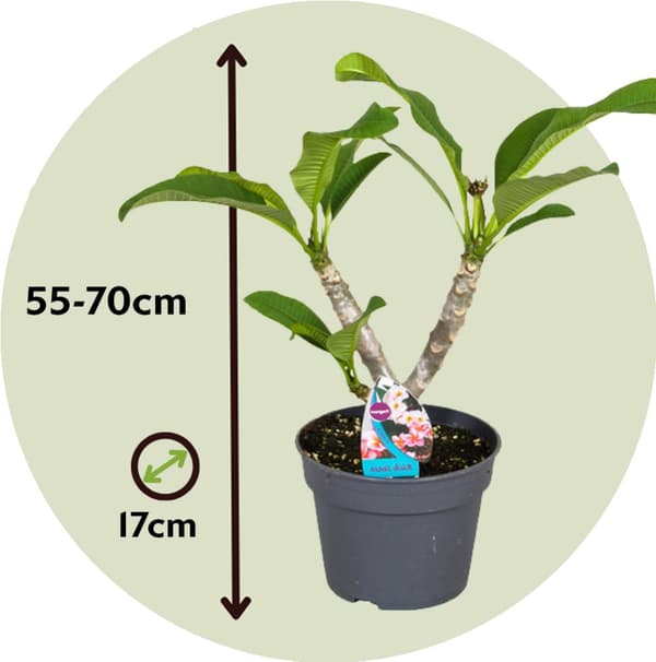 Hawaiiansk frangipani - Plumeria rubra 'Rosa' - Höjd 55-70cm - ⌀17cm