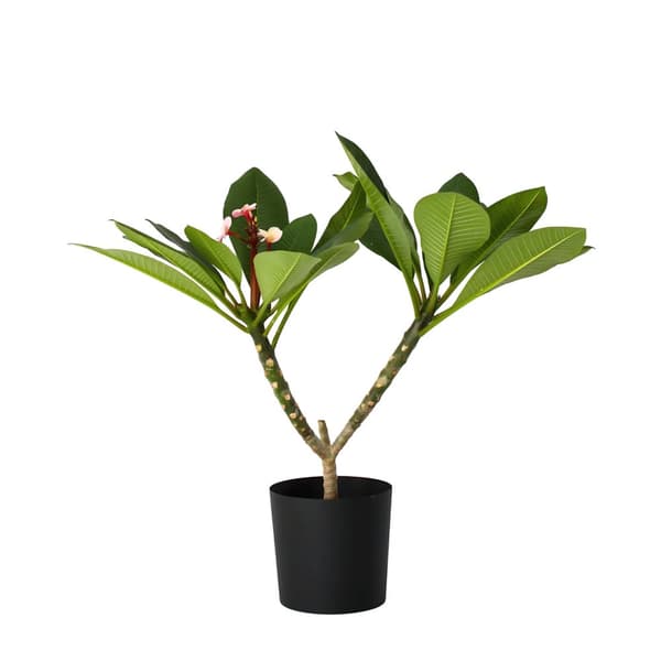 Hawaiiansk frangipani Rosa - Plumeria rubra - Höjd 55-70cm - ⌀17cm