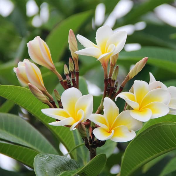 Frangipani - Plumeria rubra - Højde 45-55cm - ⌀17cm