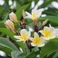 Miniatyrbillede 4 af 6: Frangipani - Plumeria rubra - Højde 45-55cm - ⌀17cm