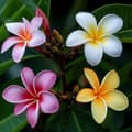 Miniatyrbillede 5 af 6: Frangipani - Plumeria rubra - Højde 45-55cm - ⌀17cm