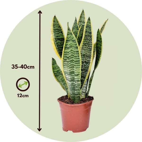 Makonkasvi - 4 kpl. - Sansevieria 'Futura Superba' - Korkeus 35-40cm - ⌀12cm