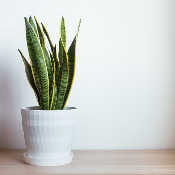 Svärmorstunga - Sansevieria trifasciata Laurentii - Höjd 40-50cm - ⌀14cm