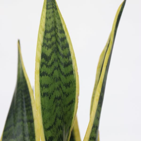 Svärmorstunga - Sansevieria trifasciata Laurentii - Höjd 40-50cm - ⌀14cm