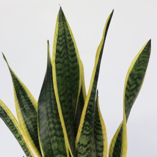 Svärmorstunga - Sansevieria trifasciata Laurentii - Höjd 60-70cm - ⌀17cm