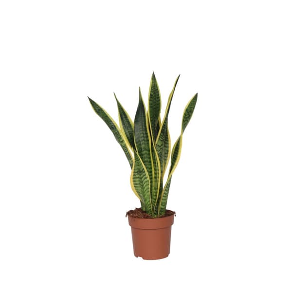 Svärmorstunga - Sansevieria trifasciata Laurentii - Höjd 60-70cm - ⌀17cm