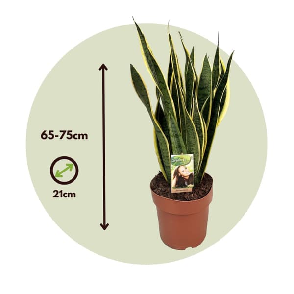 Svärmorstunga - Sansevieria trifasciata Laurentii - Höjd 65-75cm - ⌀21cm