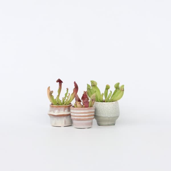 Fluetrompet - Sæt med 3 - Sarracenia purpurea - Højde 10cm - ⌀6cm
