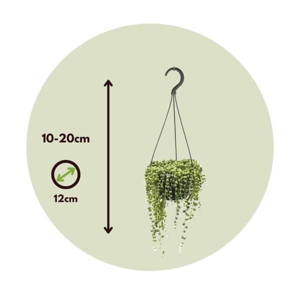 Fiskekroge - Senecio rowleyanus - Højde 10-20cm - ⌀12cm