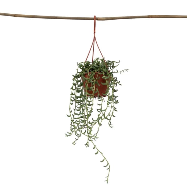 Bananer på snor - Senecio radicans - Højde 10-20cm - ⌀12cm