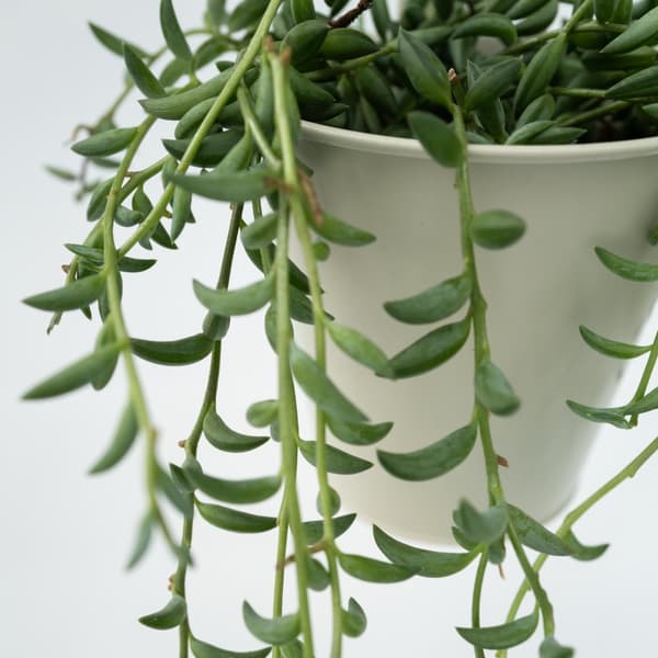 Banaaniketju - 2 kpl - Senecio radicans - Korkeus 10-20cm - ⌀12cm