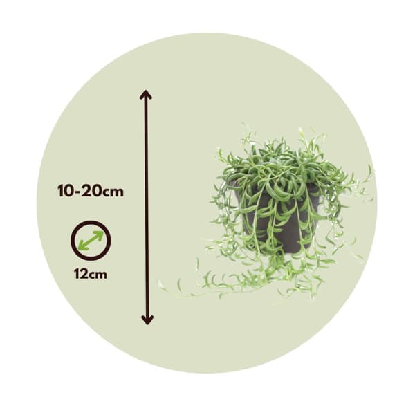 Banaaniketju - 2 kpl - Senecio radicans - Korkeus 10-20cm - ⌀12cm