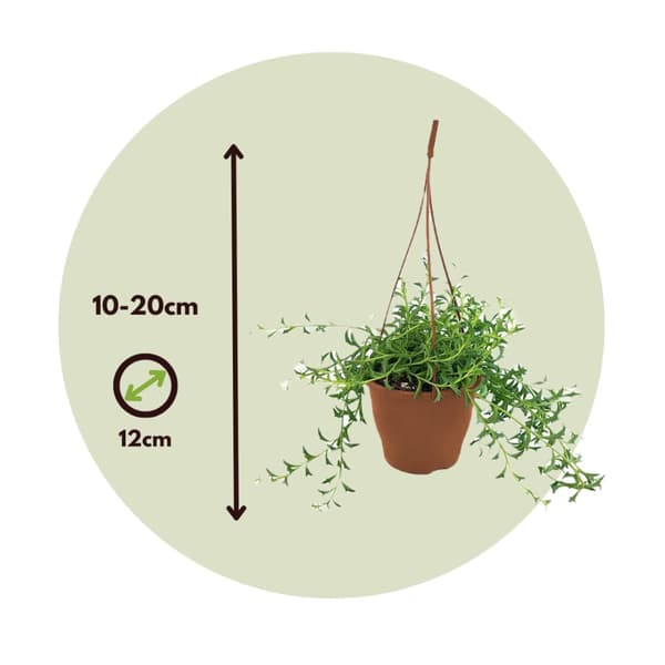 Delfinväxt - Senecio peregrinus - Höjd 10-20cm - ⌀12cm