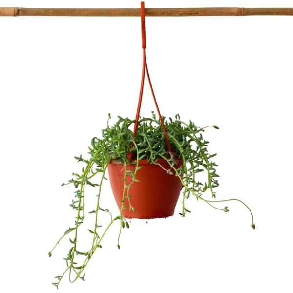 Delfinväxt - Senecio peregrinus - Höjd 10-20cm - ⌀12cm