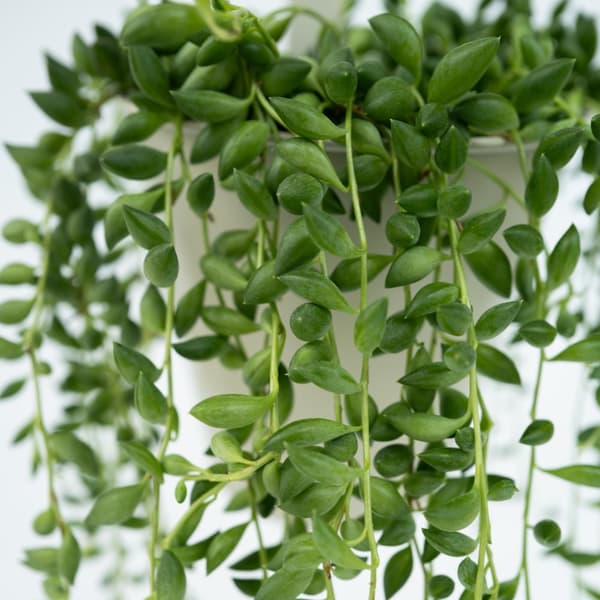 Pärlsnöre - Set om 2 - Senecio rowleyanus - Höjd 10-20cm - ⌀12cm