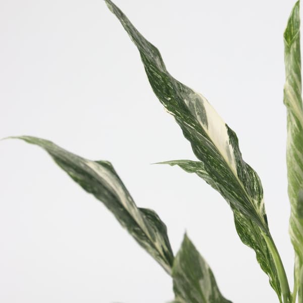Fredskalla - Set om 2 - Spathiphyllum 'Diamond' - Höjd 40-50cm - ⌀12cm
