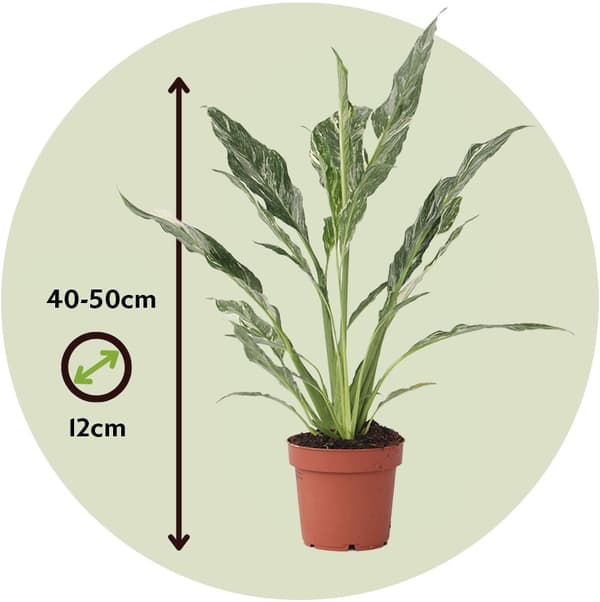 Fredskalla - Set om 2 - Spathiphyllum 'Diamond' - Höjd 40-50cm - ⌀12cm