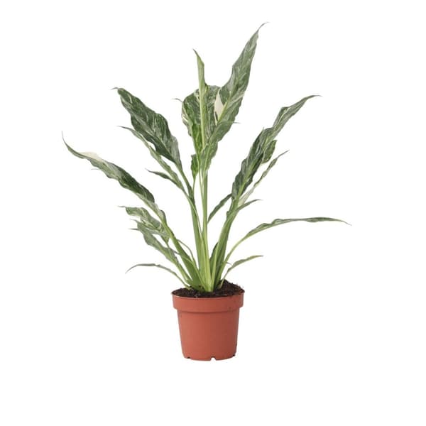 Fredskalla - Spathiphyllum 'Diamond' - Höjd 40-50cm - ⌀12cm