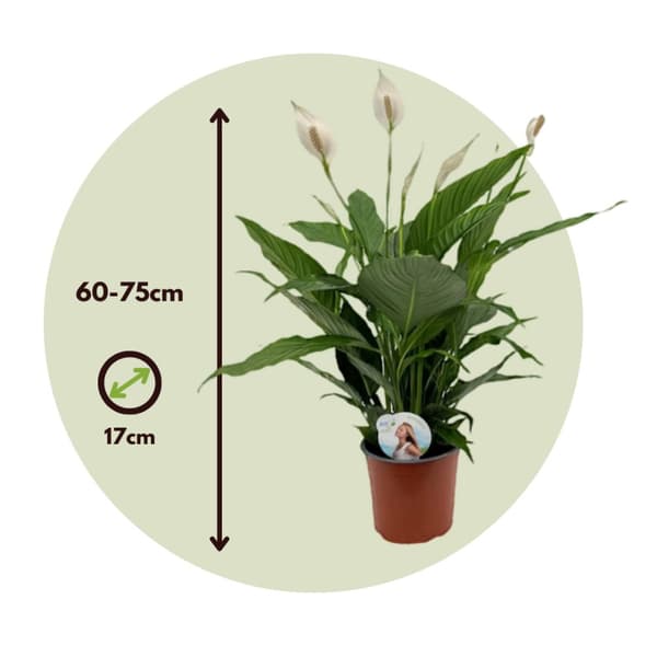Kauhanliilia - 2 kpl - Spathiphyllum 'Lima' - Korkeus 60–75cm - ⌀17cm