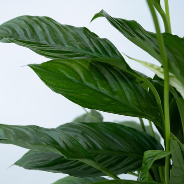Fredslilje - Sæt med 4 - Spathiphyllum 'Lima' - Højde 60-75cm - ⌀12cm