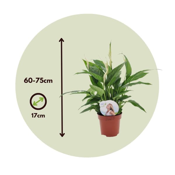Fredslilje - Sæt med 4 - Spathiphyllum 'Lima' - Højde 60-75cm - ⌀12cm