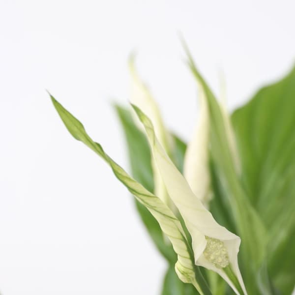 Fredskalla - Spathiphyllum 'Torelli' - Höjd 30-45cm - ⌀12cm