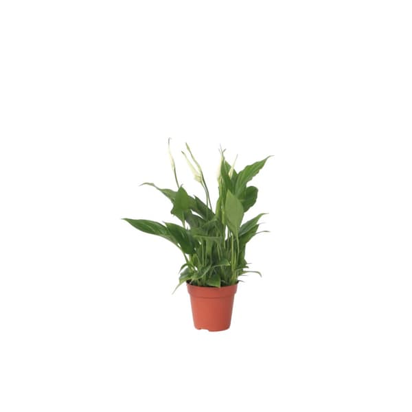 Fredslilje - Spathiphyllum 'Torelli' - Højde 30-45cm - ⌀12cm