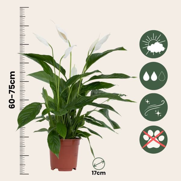 Fredslilje - Spathiphyllum 'Lima' - Højde 60-75cm - ⌀17cm