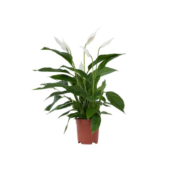 Fredslilje - Spathiphyllum 'Lima' - Højde 60-75cm - ⌀17cm