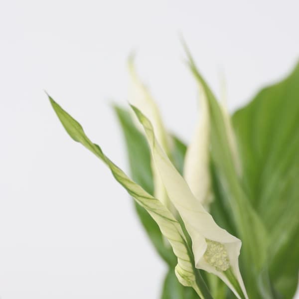 Fredslilje - Sæt med 2 - Spathiphyllum 'Torelli' - Højde 30-45cm - ⌀12cm
