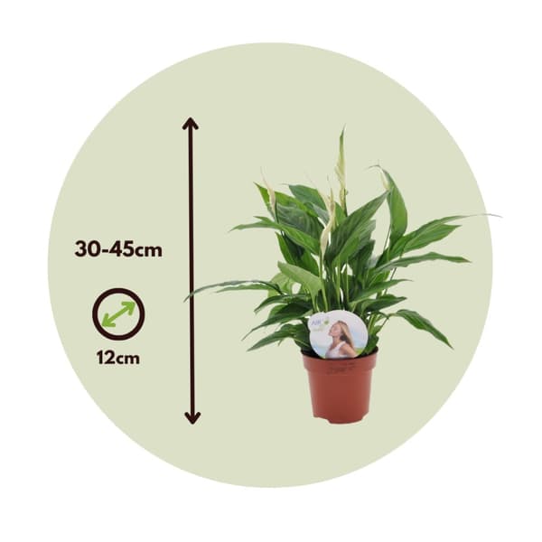 Fredslilje - Sæt med 2 - Spathiphyllum 'Torelli' - Højde 30-45cm - ⌀12cm