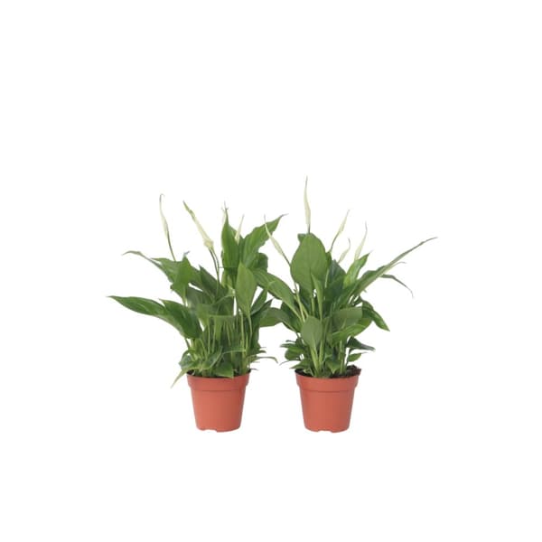 Fredskalla - Set om 2 - Spathiphyllum 'Torelli' - Höjd 30-45cm - ⌀12cm