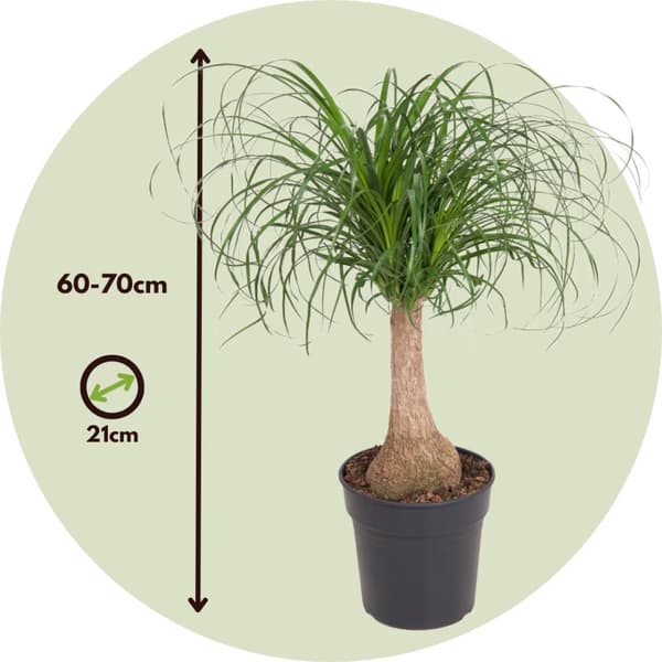 Elefantfod - Beaucarnea 'recurvata' - Højde 60-70cm - ⌀21cm