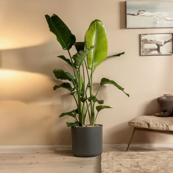 Strelitzia Nicolai 'L' - Set om 2 - Vit papegojblomma - ⌀17cm - Höjd 55-70cm