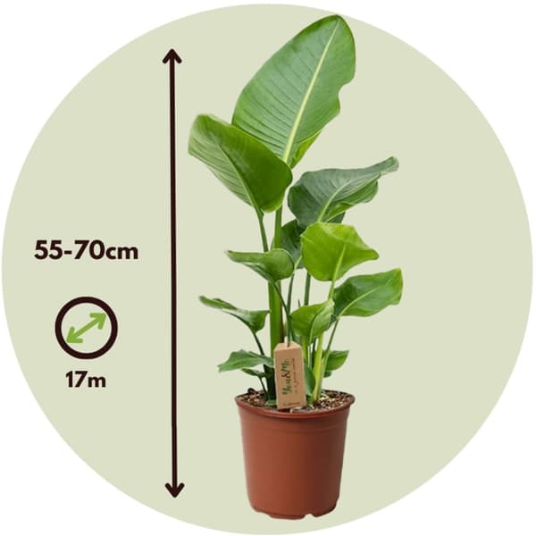 Strelitzia Nicolai 'L' - Set om 2 - Vit papegojblomma - ⌀17cm - Höjd 55-70cm
