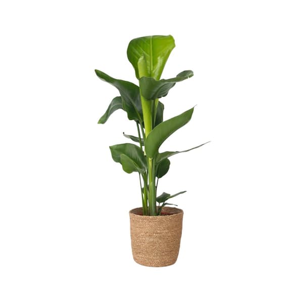 Strelitzia Nicolai 'L' inklusive korg - Paradisfugl - ø17cm - Højde 55-70cm